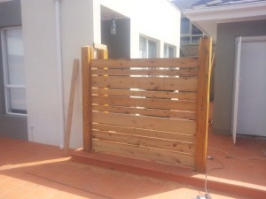 A Cypres pine landscape screen